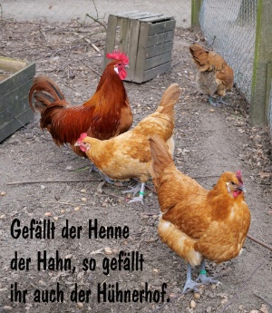Gefällt der Henne der Hahn, so gefällt ihr auch der Hühnerhof.