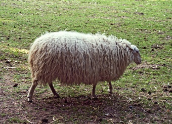 Ein Schaf lässt sich schelten und gibt nicht desto weniger Wolle und Milch und lebt sein Leben mit Geduld.