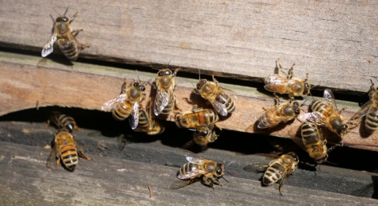 Wer Honig will, muss der Bienen Sumsen leiden.
