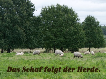 Das Schaf folgt der Herde.