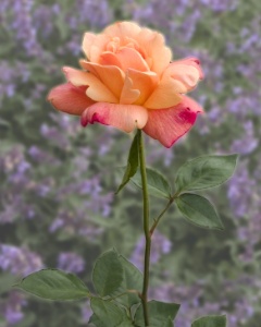 Keine Rose so schön, dass sie nicht auch endlich welkte.
