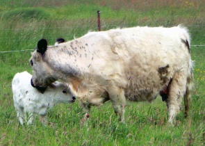 Das Kalb lernt von der Kuh.