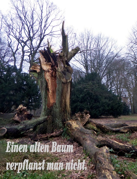 Einen alten Baum verpflanzt man nicht.