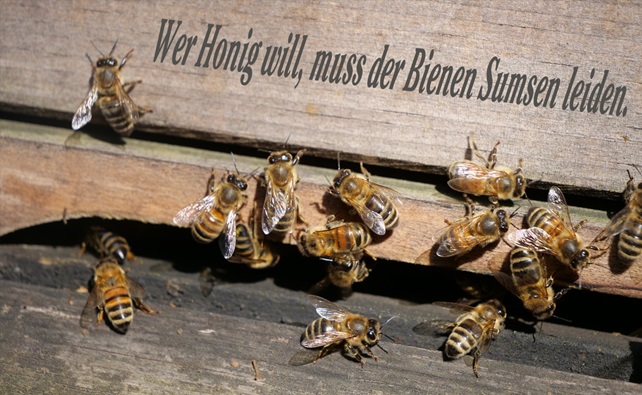 Wer Honig will, muss der Bienen Sumsen leiden.