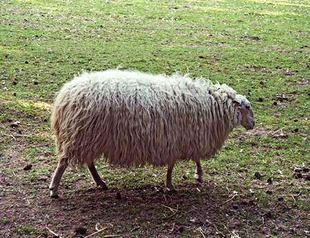 Ein Schaf lässt sich schelten und gibt nicht desto weniger Wolle und Milch und lebt sein Leben mit Geduld.
