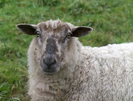 Schafe in deutschen Sprichwörtern